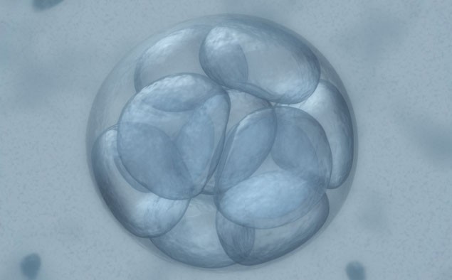 lefagyasztott-embrio